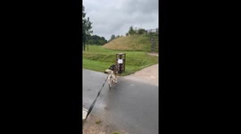 Dog Plays Hard On Slide