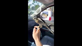 Falcon Flies Along With Driver