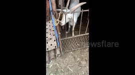 Clever goat is able to open gate on owner's command