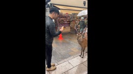 Japanese Deer Bows Before Cakes