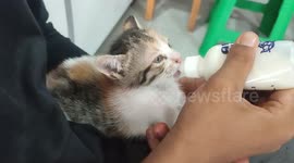 Cuteness kitten drinking milk from botle in Tanah Datar District, West Sumatra, Indonesia, on October 9, 2023.