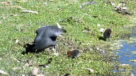 Hard working Coot parent rips up waterweeds – looking for worms to feed its tiny, bald chicks.