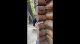 Black bear interrupts family BBQ climbing on to table to eat food