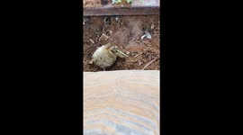 Baby Sulcata tortoise reunited with mother after tumble