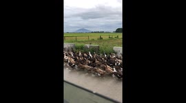 Hundreds of ducks waddle along road holding up cars