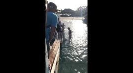 Pet dog waits patiently in the sea for owner to arrive on ferry