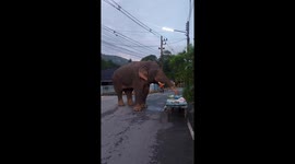 Elephant raids street food stall to grab breakfast with its trunk