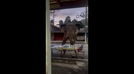 Trunk heist! Elephant holds up street stall to eat food as locals cower inside