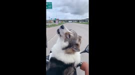 Pet Siberian Husky dog enjoys the wind blowing through fur on front of motorcycle