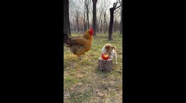 Pushy cockerel competes for food with a puppy