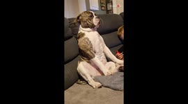 Adorable dog's heart swells up with love for human bro