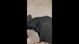 Bed bugs have landed in London! Insect crawls up tube passenger's leg