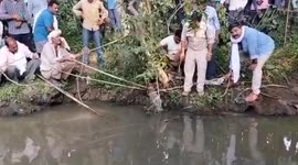 Crocodile bobs out of flooded drain, rescued