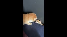 Cute tabby kitten tries to help his sister stuck in gap