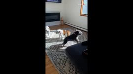 Hyperexcited puppy uses her sister's back as a launching pad *Zoomies Fun!*