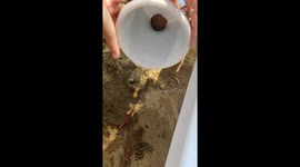 Family feels a jolt of fear after seashell turns out to be a living, breathing creature