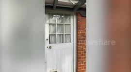 Woman forced out when a swarm of ladybirds laid siege to her house