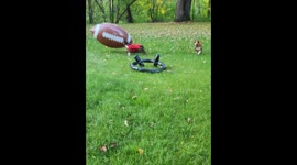 Kickoff Time With Boston Terriers