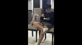 Hungry dog bites thin air in attempt to get owner's cake