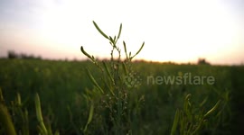 Harvest season in NW China's Wuzhong