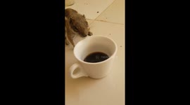 Squirrel Enjoys Morning Pick-Me-Up