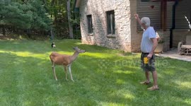 Corgi Plays Frisbee While Deer Gets a Snack