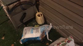 A Stranger Makes Its Home In A Cat Food Bag