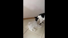 Cat Loves Treading on Plastic Bag
