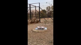 Cheetahs Race To Their Food Bowls During Feeding Time
