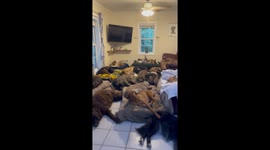 One Of These Dogs Is Not Like The Others