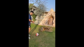 Men vs Tiger