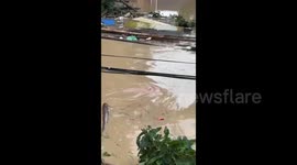 Pig Swimming  in a Flood in Fujian, China