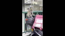 Mischievous Monkey Messes With Motorcyclists