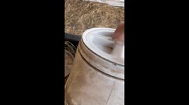 Mini Horse Trains Husband