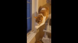 Cat Tries to Catch His Last Brain Cell