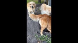 Golden Retriever Friendly Fire