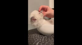 Fluffy Soup
