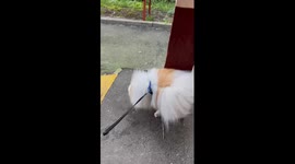 Elvis's unique ritual: walking on paws after marking territory