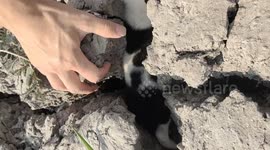 Trapped puppy rescued from cracks in dried up ground