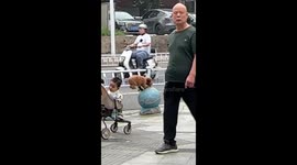 Agile pet puppy leaps between spherical stone blocks