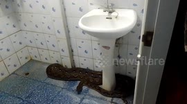 Huge 15ft python as thick as a tree trunk caught in family's bathroom