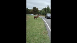 'Laughing' deer charges head first at Porsche breaking off part of antlers