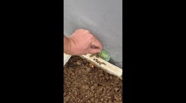 Watermelon growing in tight space turns out like a pie