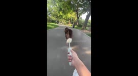Owner sits on skateboard while pet dog pulls him around park