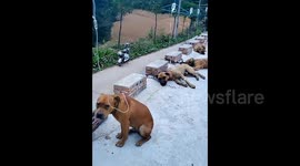Dogs lined up for IV drips after indulging in Mid-Autumn treats