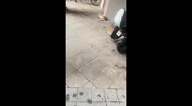 Heartwarming Act of Compassion: Woman Rescues Pregnant Stray Cat in China