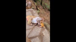 Sweet baby monkey cuddles up to mother primate