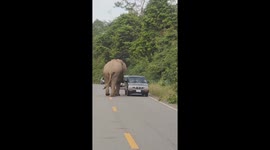 Hungry elephant holds up cars to check them for food