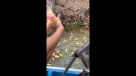 Pirate monkeys attack boat full of tourists to snatch food