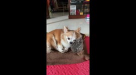 Chihuahua looks so happy keeping cool between two water bottles